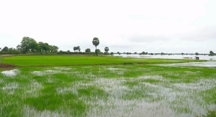 ដំណាំស្រូវ និងដំណាំរួមផ្សំ រាប់រយហិកតាប្រឈមការខូចខាតដោយសាជំនន់ទន្លេមេគង្គ